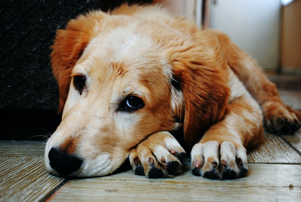 dog laying down